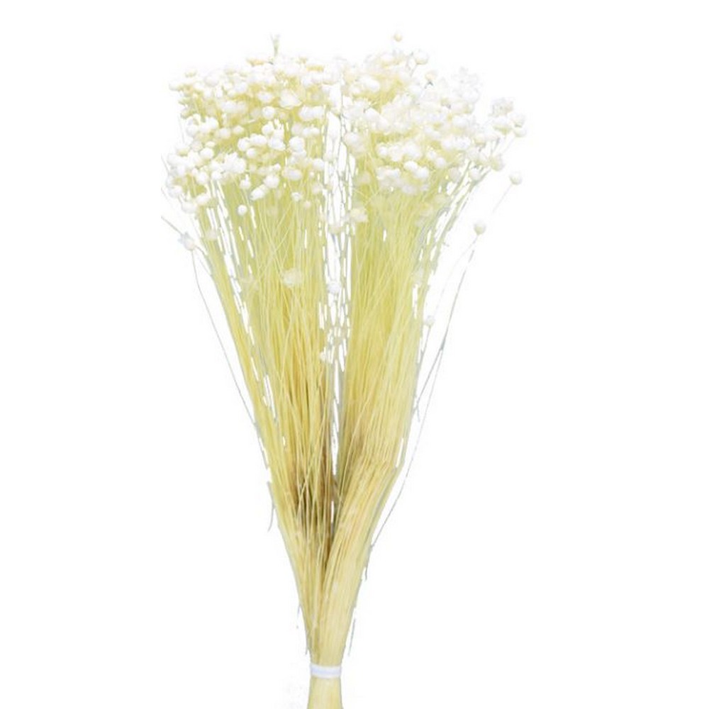 ドライ】コアトレーディング/マルセラフラワー 約15g サラシ/10414