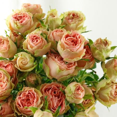 直前】SPバラ ロマンティックレース(ピンク系)60cm【生花】 - 花材通販