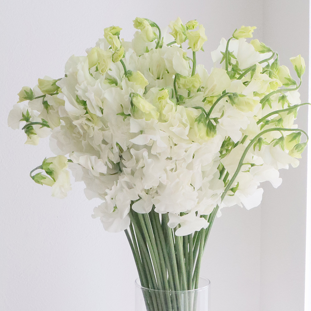 直前】スイトピー メルク(白)A2L JA豊橋 市場担当おすすめ! - 花材通販