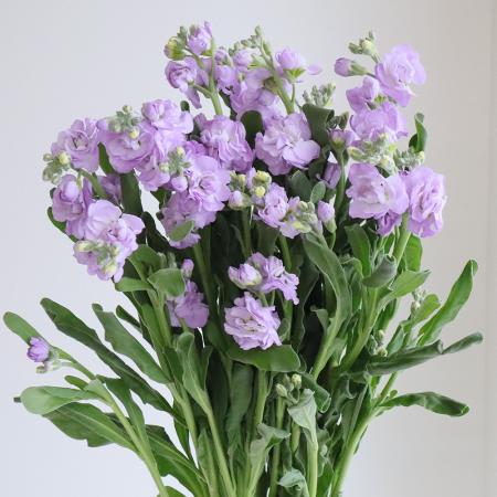 ストック(アラセイトウ)|生花・切り花 通販 - はなどんやアソシエ