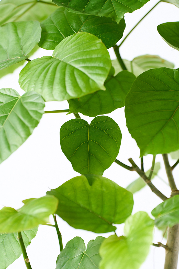 観葉植物 フィカス ウンベラータ曲がり（8号鉢）｜HanaPrime（ハナ