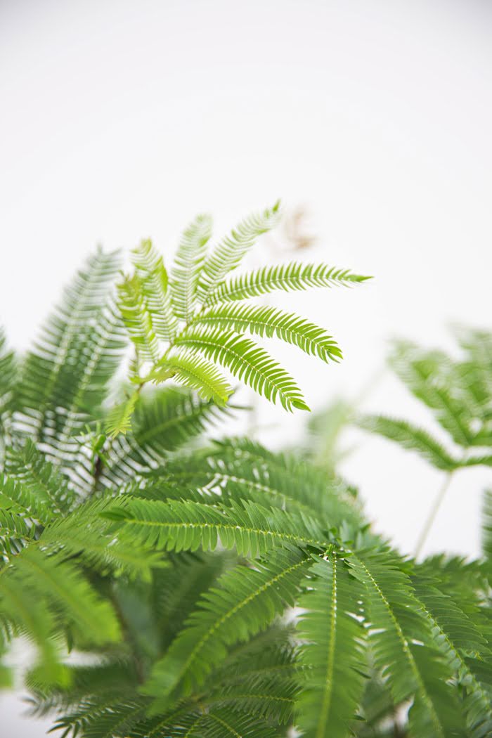 観葉植物 エバーフレッシュ（6号鉢）｜HanaPrime（ハナプライム）