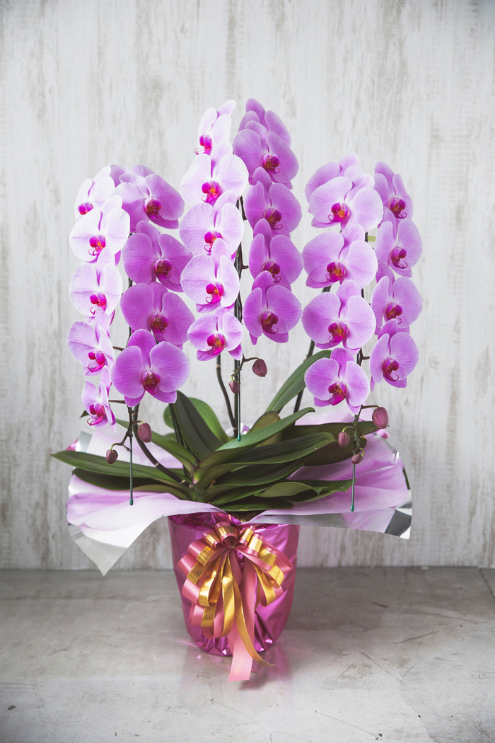 胡蝶蘭 大輪 33輪～36輪 3本立ち ピンク｜HanaPrime（ハナプライム）