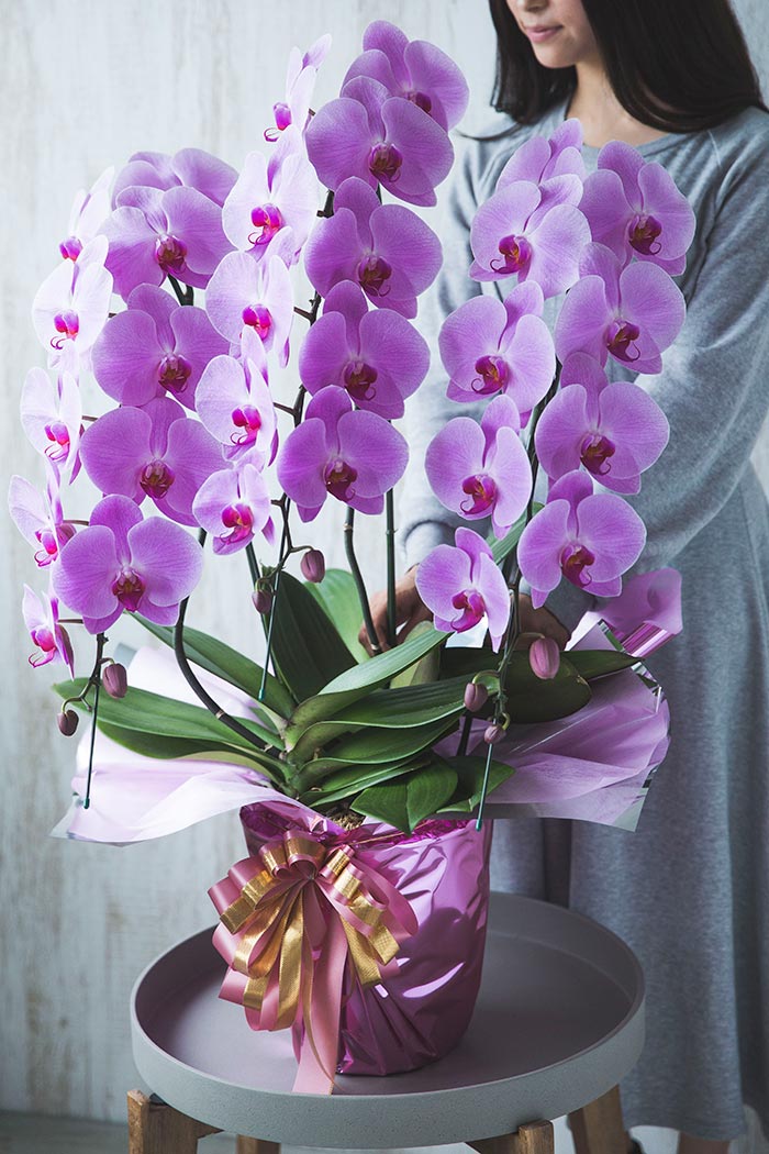 胡蝶蘭 大輪 33輪～36輪 3本立ち ピンク｜HanaPrime（ハナプライム）