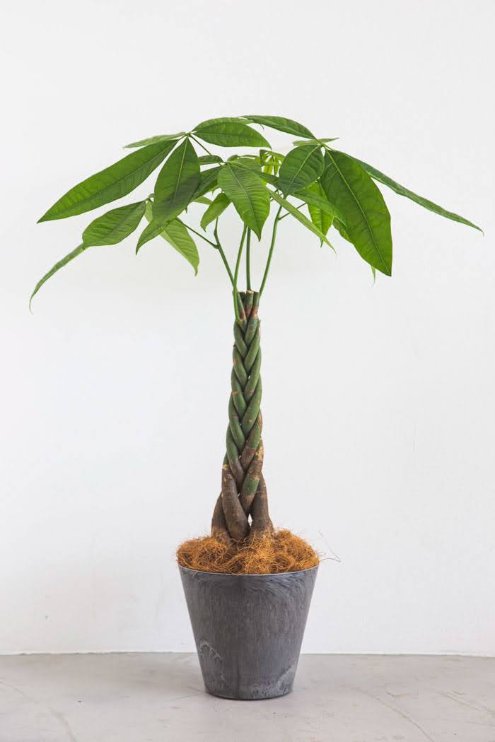 観葉植物 パキラ（6号鉢）｜HanaPrime（ハナプライム）