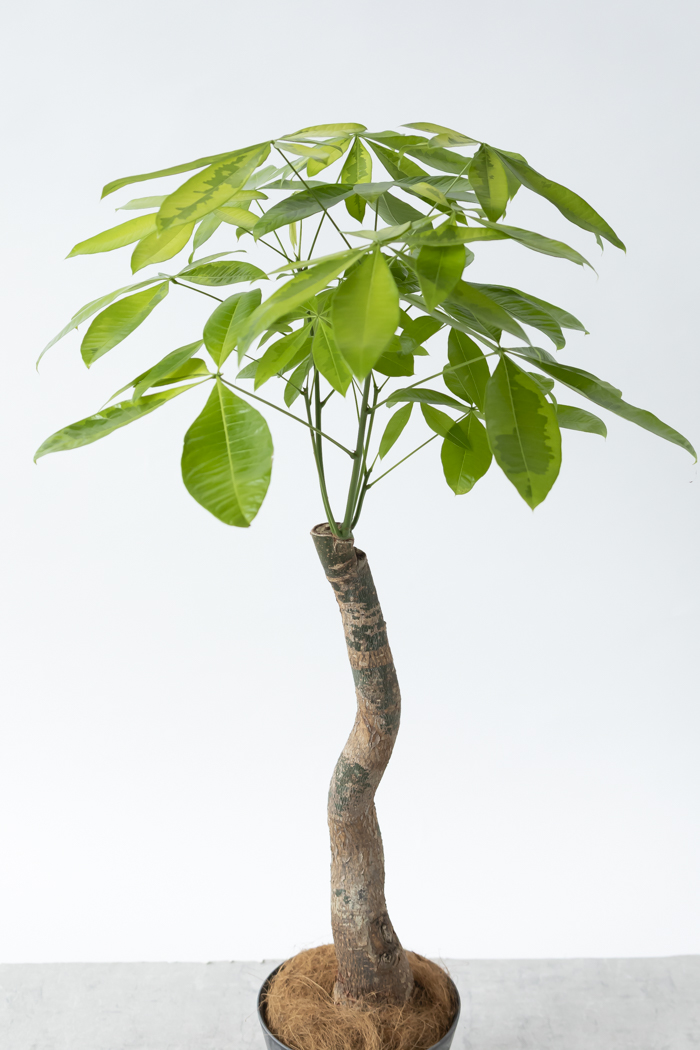 観葉植物 パキラ ムーンライト（8号鉢）｜HanaPrime（ハナプライム）