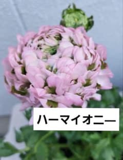 レア色、ラナンキュラスポンポン『ハーマイオニー』本物、透け感綺麗な