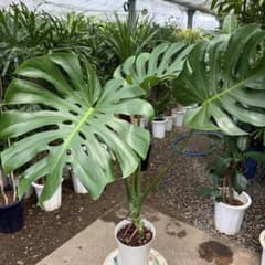 特級品】モンステラ デリシオーサ 根上り 幹上がり 特大極上苗 7号鉢