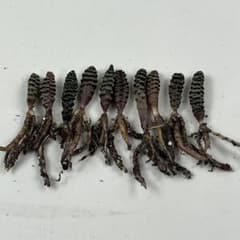 E10珍奇植物 多肉植物 つくし玉 /ブルビネ・ブルインシー 実生株 10株