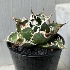 m45611691165_1.jpg?1745073366