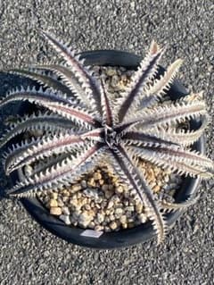 Dyckia 'Smilodon' Amazonico Hyb ディッキア - メルカリ