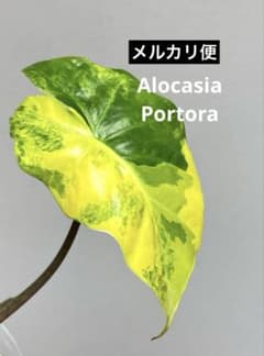 自*間様 【超希少‼️】アロカシア ポルトドラ/ポルトラ 斑入り