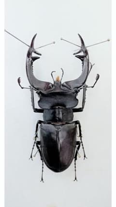 m61902780577_1.jpg?1735539170