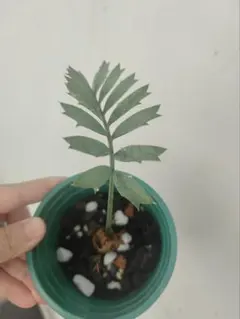 2026年最新】エンセファラルトスの人気アイテム - メルカリ