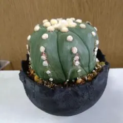 2026年最新】たけろうポットちぎりの人気アイテム - メルカリ