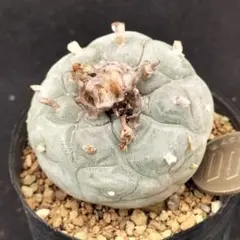 2026年最新】銀冠玉の人気アイテム - メルカリ