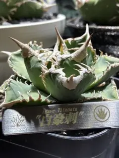 2026年最新】アガベチタノタ白豪刺の人気アイテム - メルカリ