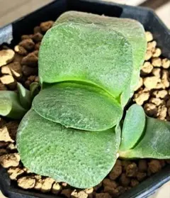 2026年最新】ガステリア 臥牛の人気アイテム - メルカリ