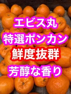 2026年最新】evisu みかんの人気アイテム - メルカリ