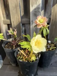 2026年最新】ソレイユ クリスマスローズの人気アイテム - メルカリ