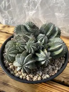 2026年最新】宇田ホリダの人気アイテム - メルカリ