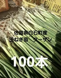 2026年最新】玉ねぎ苗 ターザンの人気アイテム - メルカリ