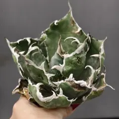 2026年最新】アガベ白豪刺の人気アイテム - メルカリ