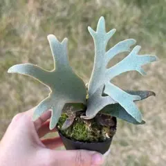 2026年最新】ビカクシダ ジェニーの人気アイテム - メルカリ