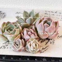 2026年最新】miya苗の人気アイテム - メルカリ