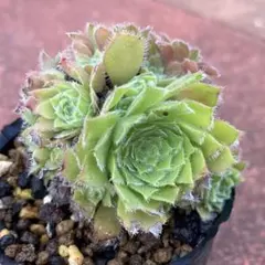 2026年最新】アエオニウム の人気アイテム - メルカリ