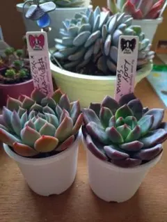 2026年最新】ルイパパの人気アイテム - メルカリ