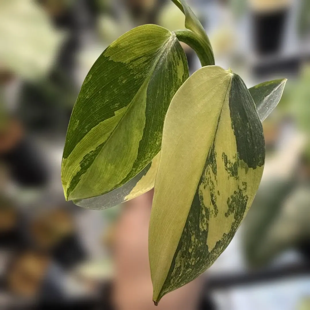 2026年最新】フィロデンドロン シルバーソードの人気アイテム - メルカリ