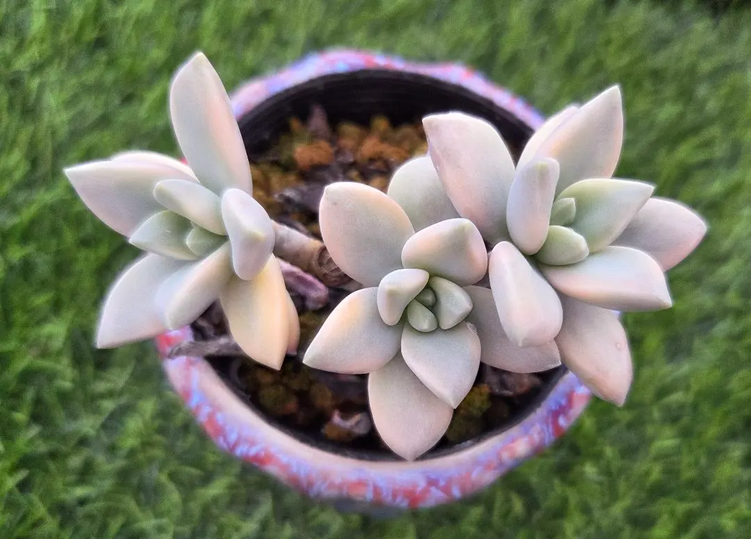 2026年最新】淡雪錦の人気アイテム - メルカリ