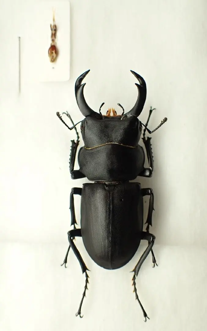 2026年最新】ヒメオオクワガタの人気アイテム - メルカリ