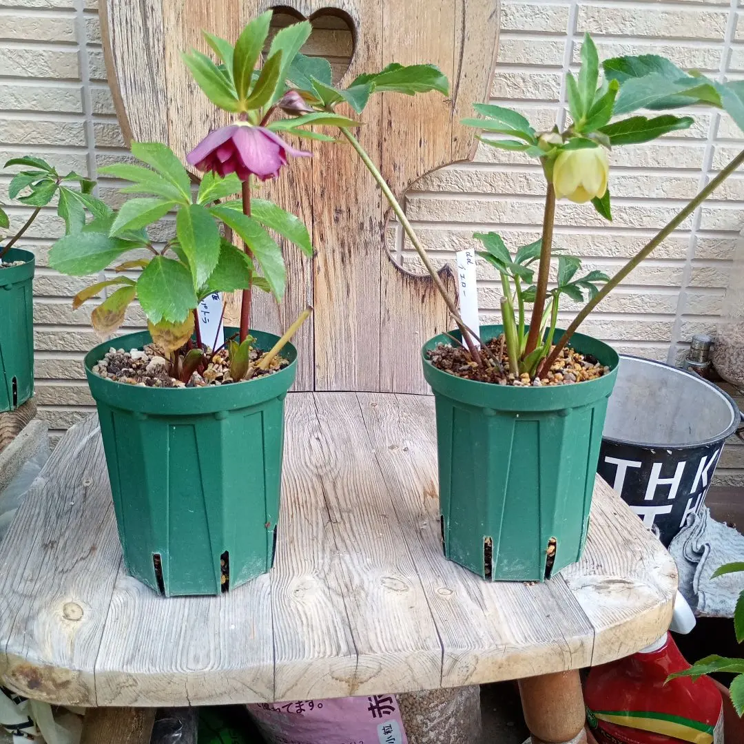 2026年最新】かぐや姫 クリスマスローズの人気アイテム - メルカリ