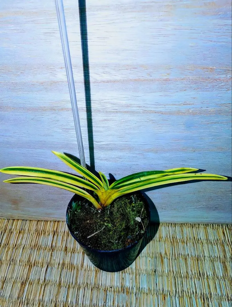 2026年最新】羆 富貴蘭の人気アイテム - メルカリ