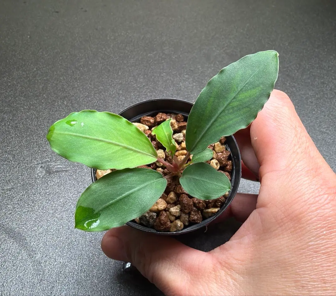 2026年最新】bucephalandra sp grayの人気アイテム - メルカリ