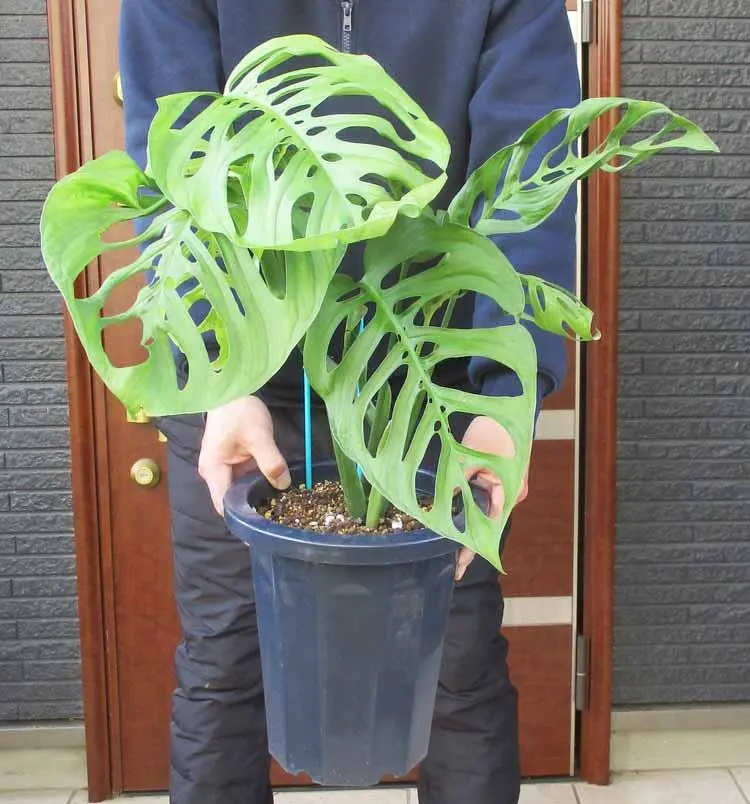 2026年最新】エスケレートの人気アイテム - メルカリ