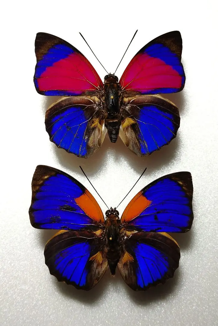 2026年最新】アグリアス 標本の人気アイテム - メルカリ