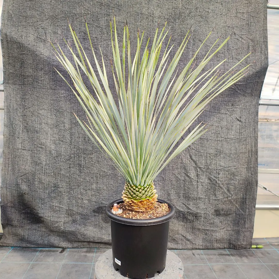 2026年最新】ユッカリギダの人気アイテム - メルカリ