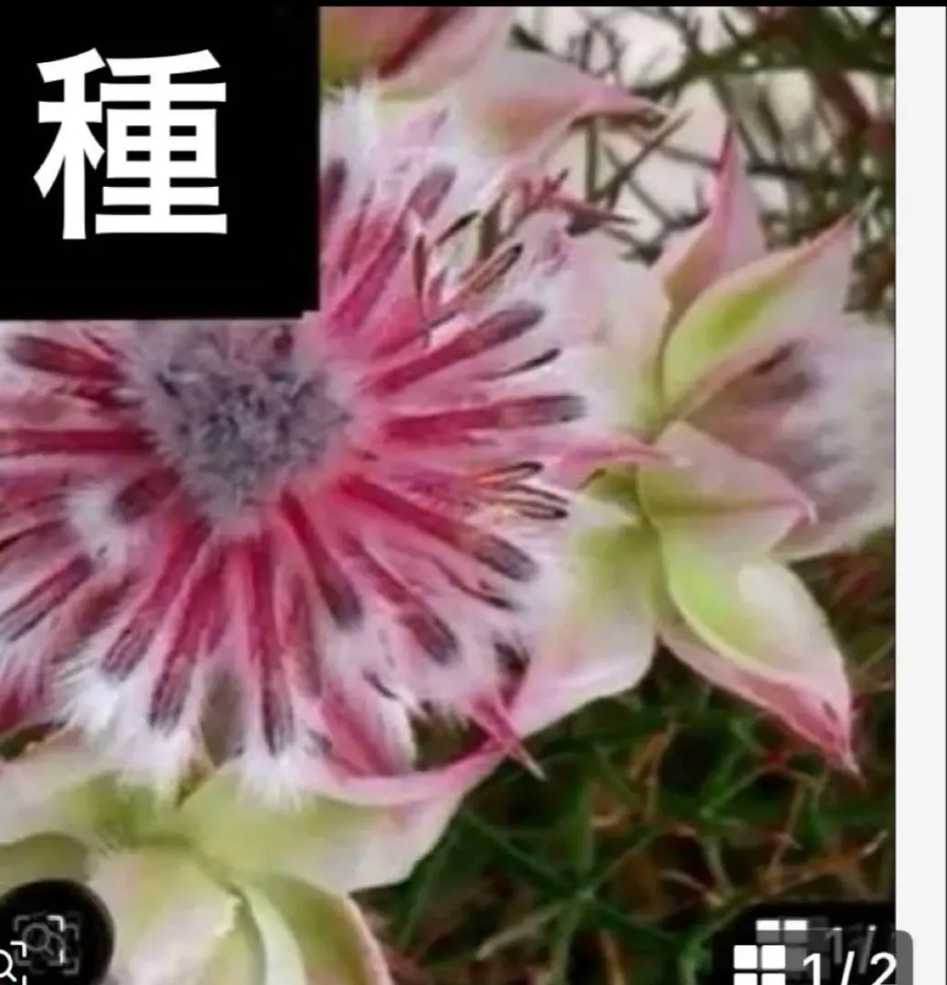 2026年最新】セルリア 種の人気アイテム - メルカリ