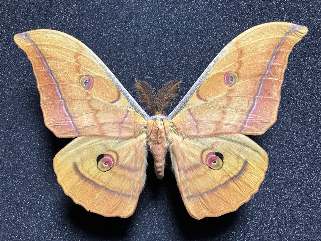 2026年最新】ヤママユ 標本の人気アイテム - メルカリ