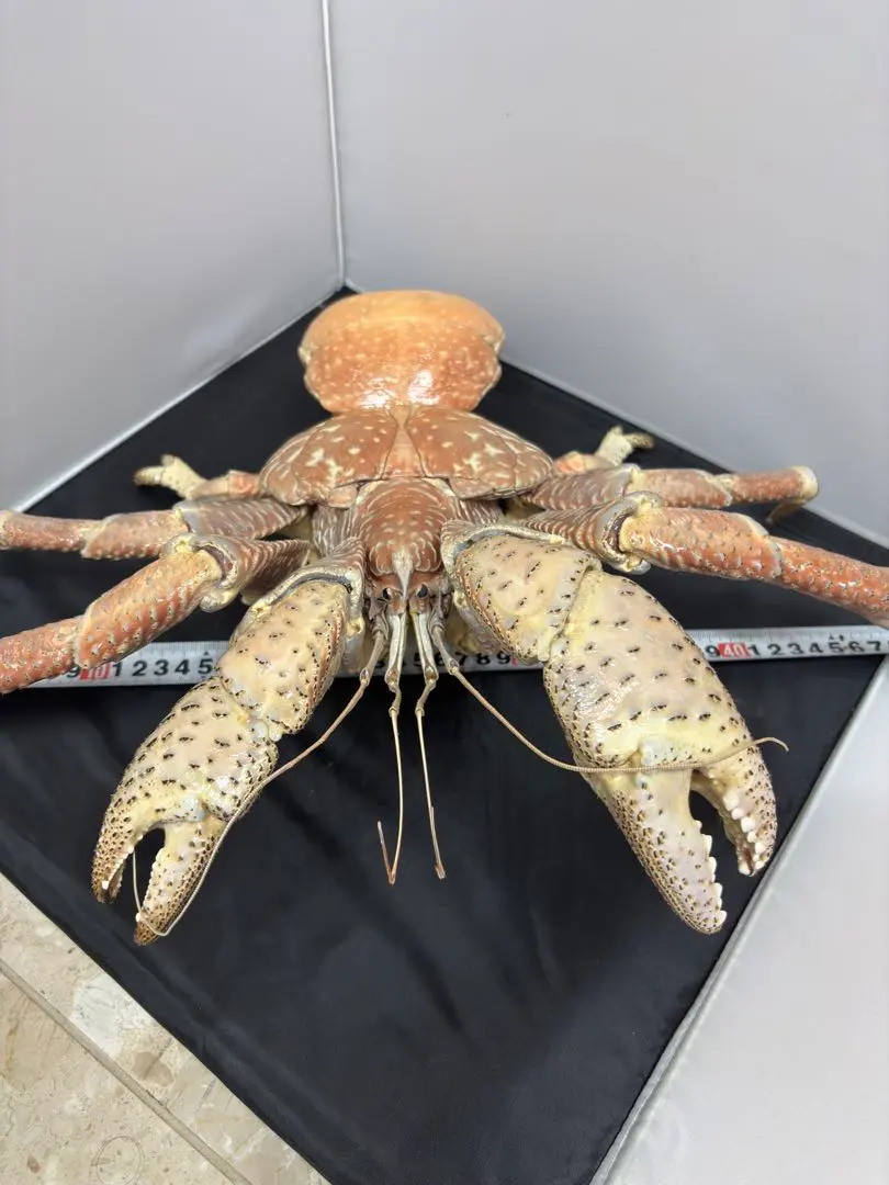 2026年最新】ヤシガニ剥製の人気アイテム - メルカリ