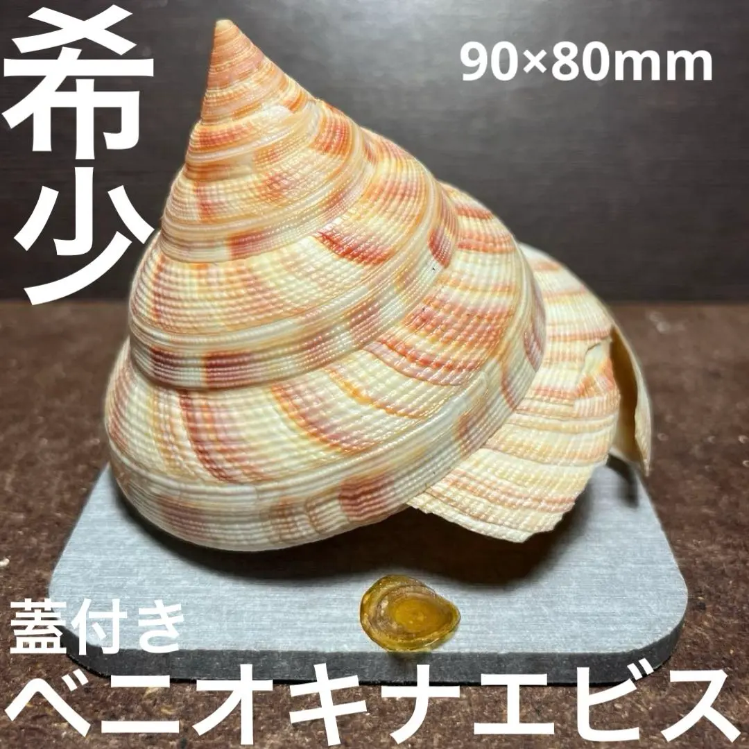 2026年最新】オキナエビスの人気アイテム - メルカリ