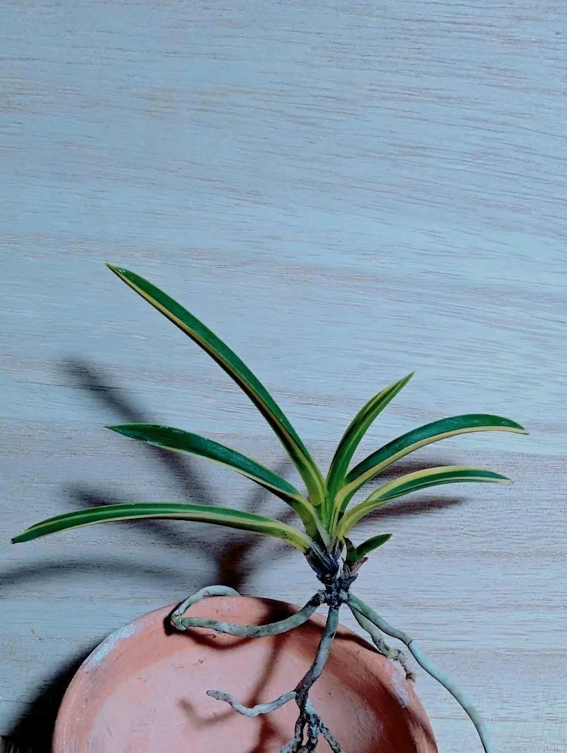 2026年最新】羆 富貴蘭の人気アイテム - メルカリ