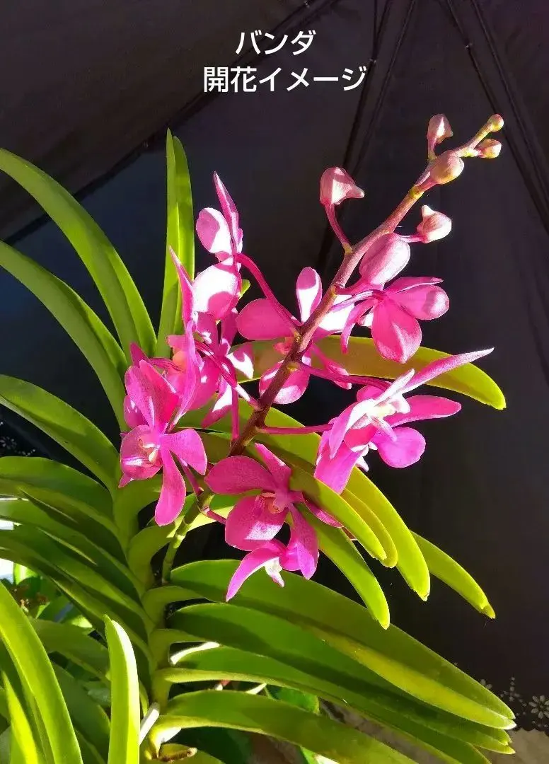 2026年最新】洋蘭バンダの人気アイテム - メルカリ