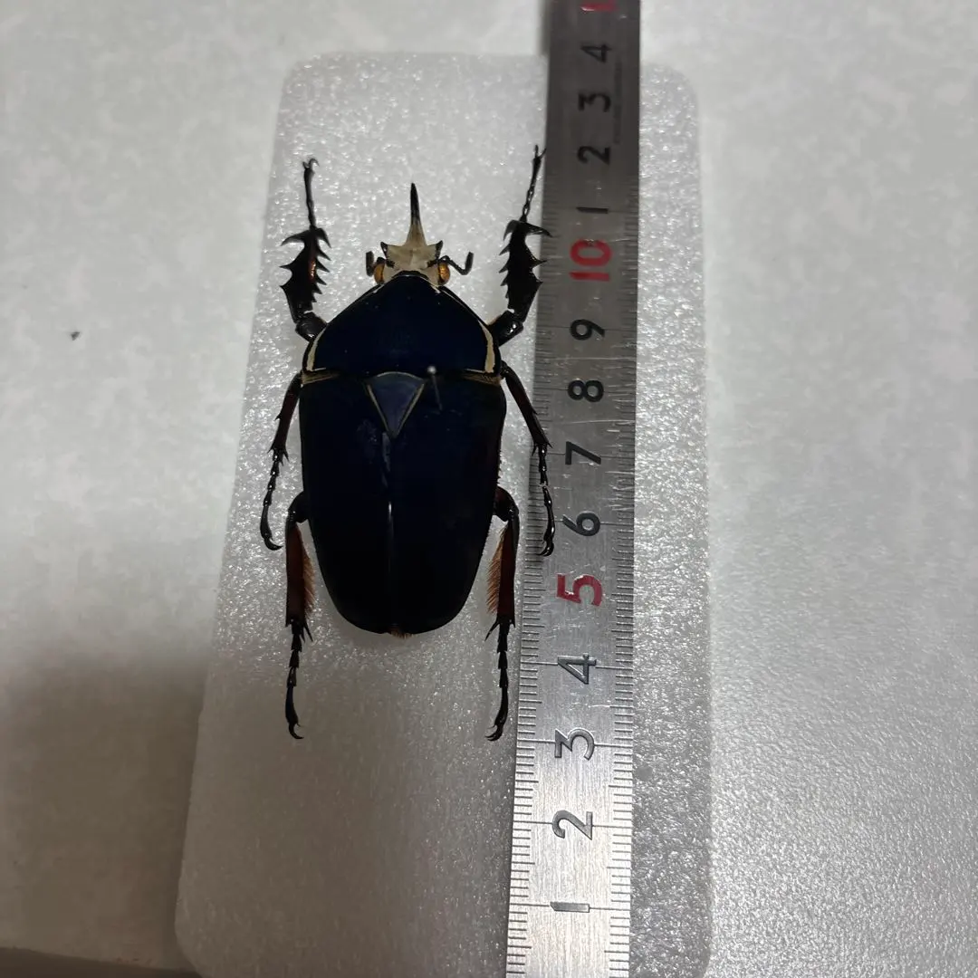 2026年最新】ウガンデンシスオオツノカナブン 標本の人気アイテム