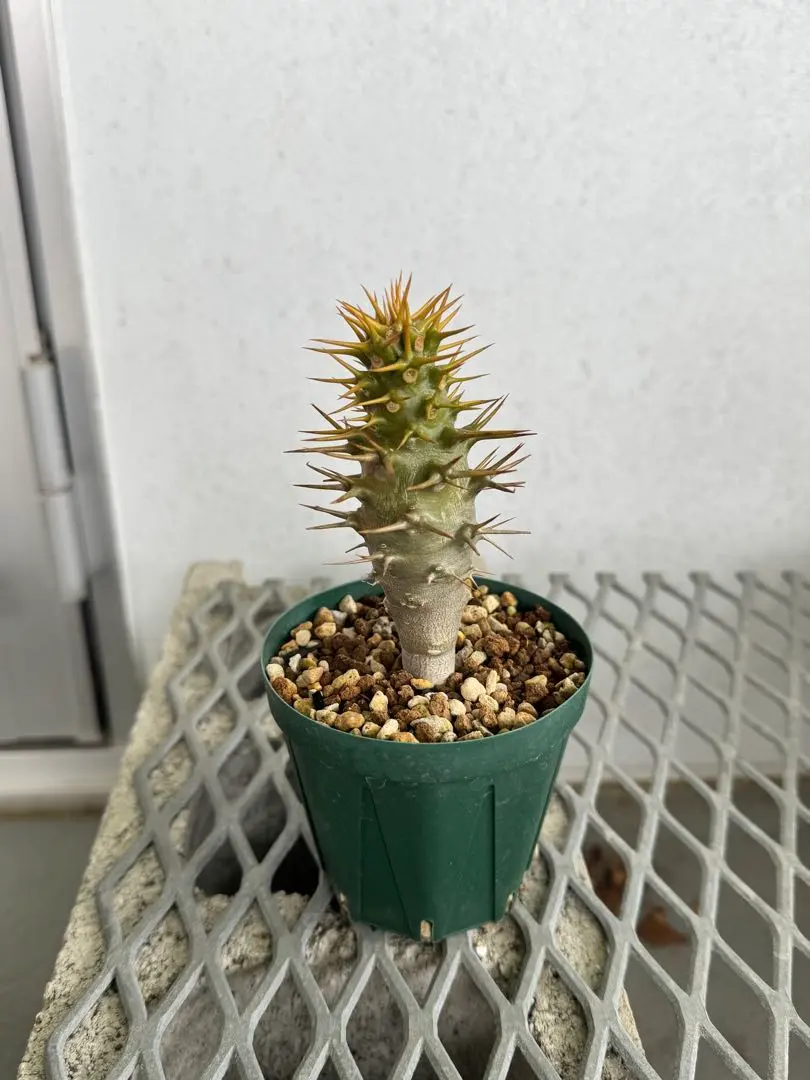 2026年最新】パキポディウム アンボンゲンセの人気アイテム - メルカリ