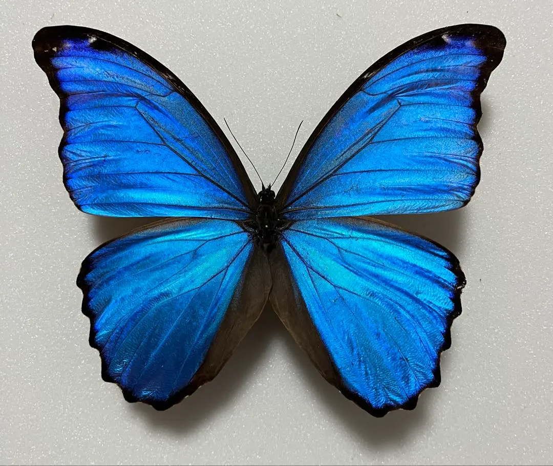 2026年最新】蝶標本 ドイツ箱の人気アイテム - メルカリ