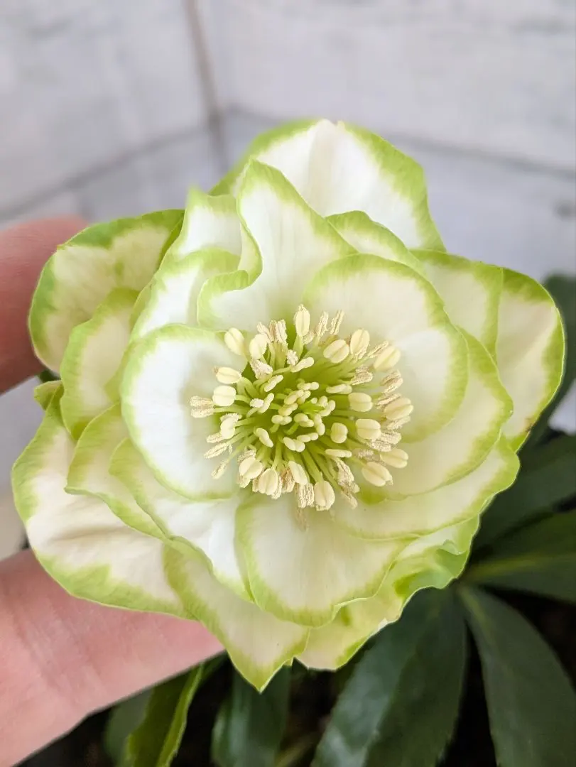 2026年最新】利休 クリスマスローズの人気アイテム - メルカリ